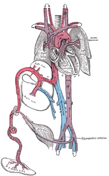 Ductus venosus - wikidoc