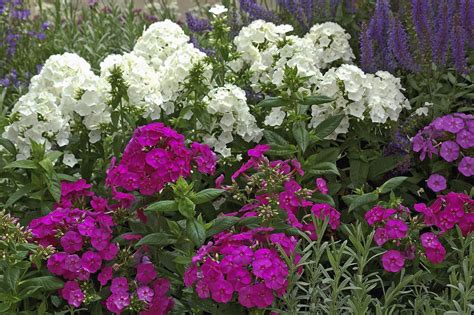 Summer phlox is a cherished perennial | Mississippi State University ...