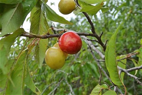 Mexican Plum Tree Edible Loudly Log Book Photo Galleries