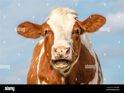 Funny Portrait Of A Mooing Cow Laughing With Mouth Open Showing Gums