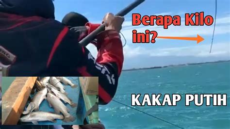 Mancing Di Sarang Ikan Kakap Putih Barramundi Spot Kapal Kerm Tegal