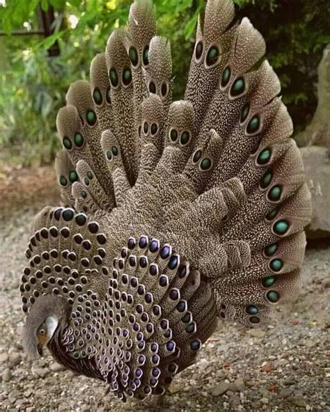 Peacock Gray Pheasant Beautiful Specimen And Unique In Its Kind