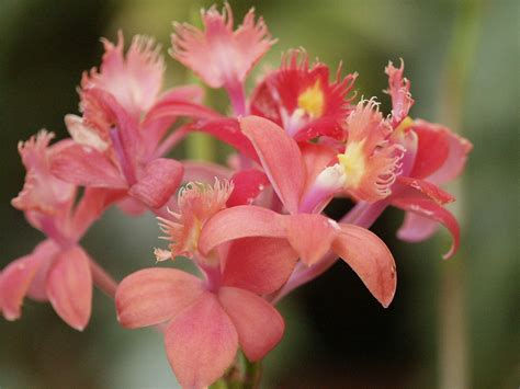 Epidendrum Radicans Ballerina Stefano Flickr