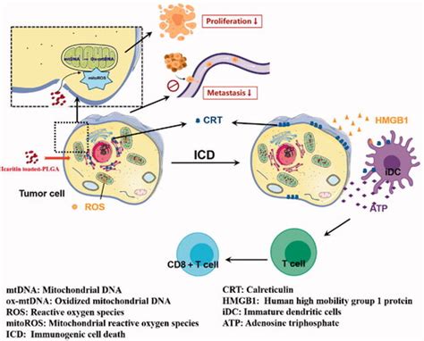 Full Article Icaritin Loaded PLGA Nanoparticles Activate Immunogenic