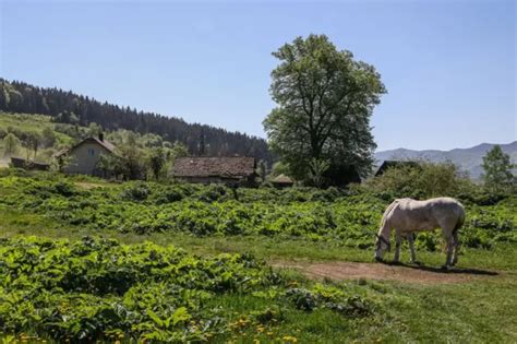 Обережно, борщівник. Це не квітка для селфі, а небезпечна рослина - BBC ...