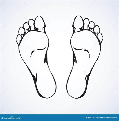 Foot Vector Drawing Stock Vector Illustration Of Organ 114119762