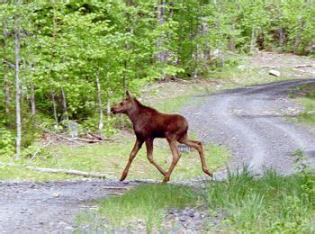 Moose Watching, Tours and Safaris in Kokadjo, Moosehead Lake and ...