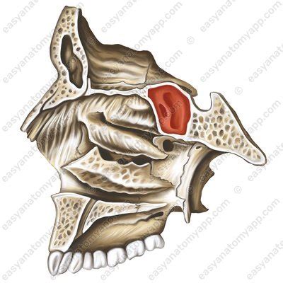 Sphenoid bone – Easy Anatomy 3D