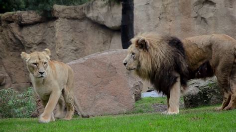 Leones Comportamiento Sexual Y Rituales De Apareamiento Bioparc