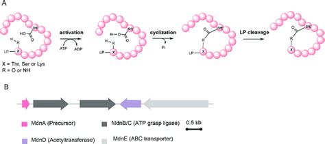 OEPs Biosynthetic Logic A Mechanism Of ATP Grasp Enzyme Catalyzed