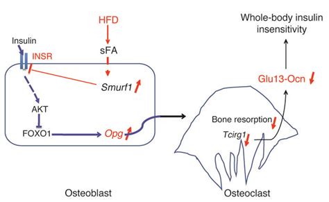 Jci Bone Specific Insulin Resistance Disrupts Whole Body Glucose