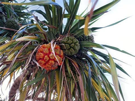 Ripe And Unripe Fruit Of Pine Or Pandanus Odorifer On The Tree Stock