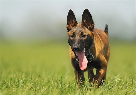 Tan And Black Belgian Malinois Running On The Green Grass Field During