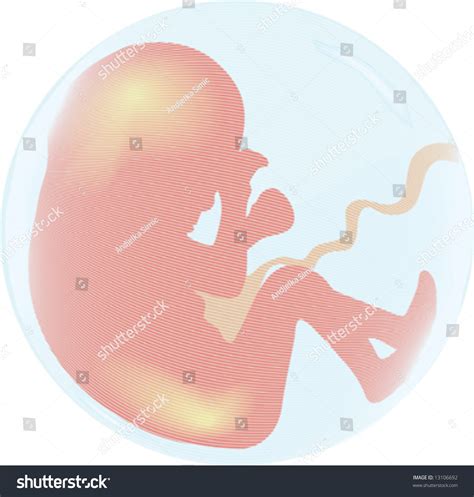 Baby Stomach Stock Vector 13106692 Shutterstock