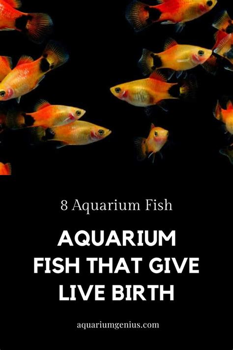 8 Aquarium Fish That Give Live Birth Freshwater Aquarium In 2024