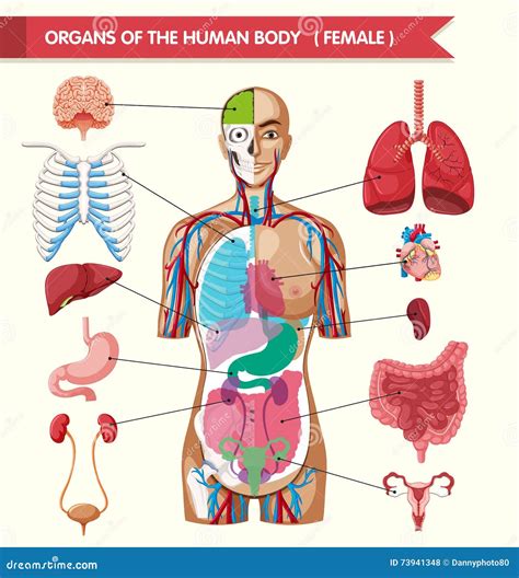 Organes Du Diagramme De Corps Humain Illustration De Vecteur