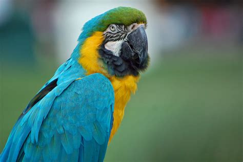 Fotos gratis naturaleza pájaro ala animal linda fauna silvestre