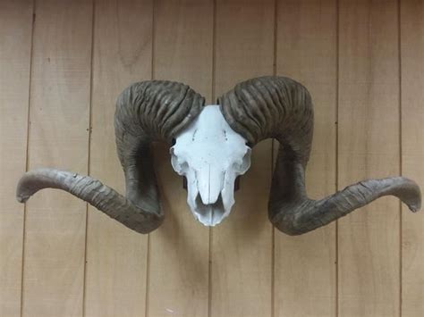 High Altai Argali Replica Horns - Safari Club International