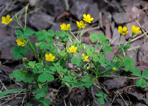 Oxalis Yellow Woodsorrel Weeds University Of Maryland Extension