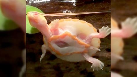 Albino baby turtle born with heart outside its body | Fox News