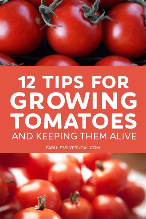 How to Grow the Best Tomatoes Ever (12 Tips) - Fabulessly Frugal