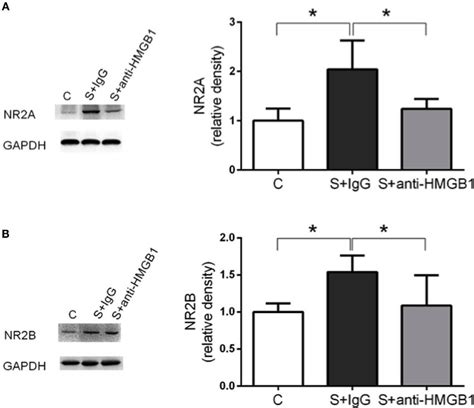 Effects Of Anti HMgB1 On NMDar Subunits Expression Of NR2A A And