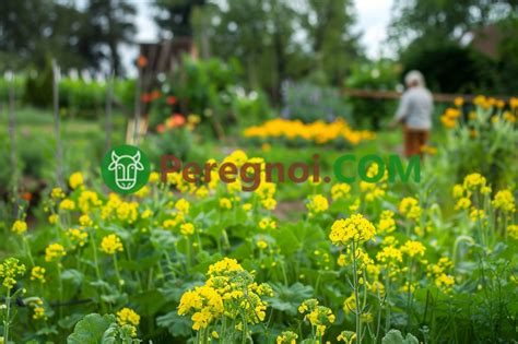 Какие сидераты сеять весной