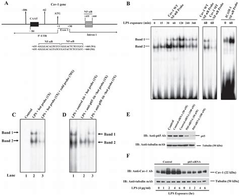 LPS induces NF κ B binding to Cav 1 gene intronic NF κ B DNA element