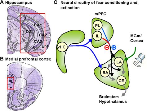 Pdf Differential Activation Of Anatomically Defined Neuronal