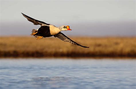 Eider Pictures - AZ Animals