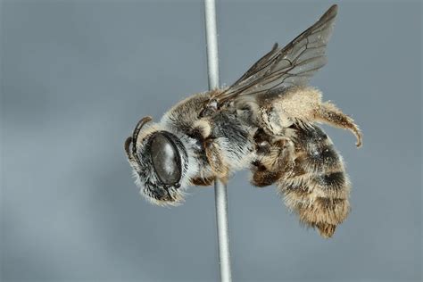 Descubren en Australia una extraña especie de abeja con hocico de perro