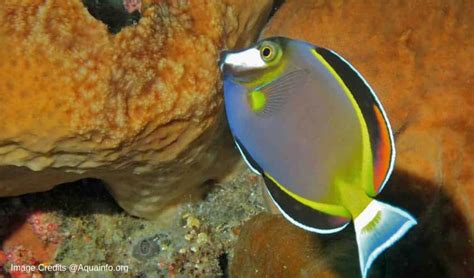 Powder Brown Tang (Acanthurus japonicus) Care Guide – Fishkeeping Forever