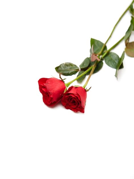 Premium Photo Two Red Rose On White Background