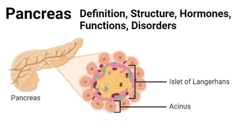 Pancreas Structure Hormones Functions And Disorders