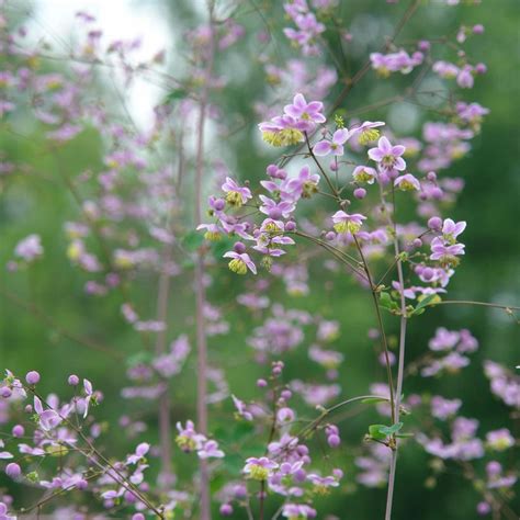 Giant Meadow Rue Van Wilgens Garden Center