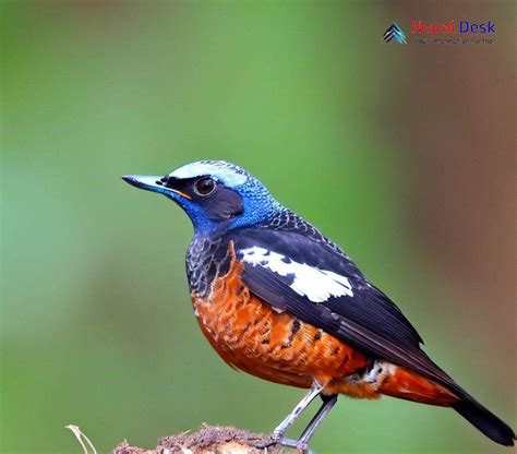 Blue Capped Rock Thrush Male Has White Wing Patch Blue Crown And