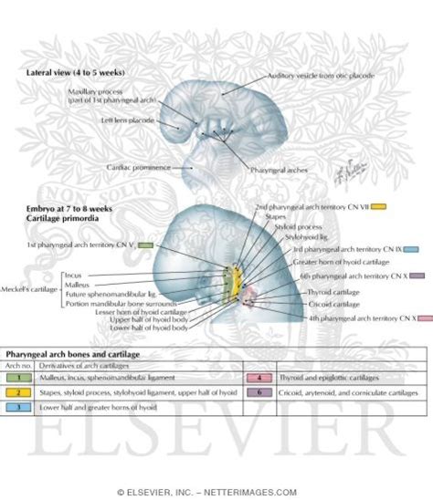 Embryology: Pharyngeal Arch Development