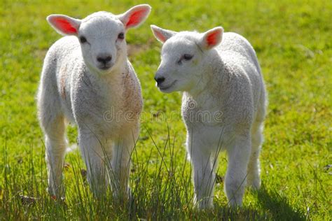 Spring lambs stock photo. Image of lambs, farmers, agriculture - 24118248