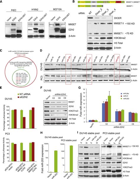 Characterization Of The Ezh Mmset Histone Methyltransferase Regulatory