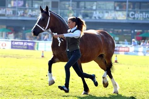 Royal Welsh Show More Than 70000 Watch The Welsh Cobs Compete For The