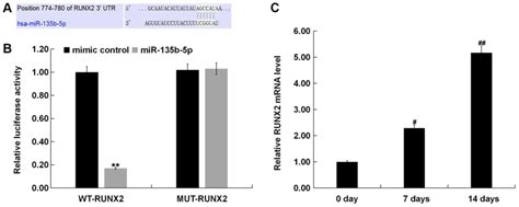 Abnormal Expression Of MiR135b5p In Bone Tissue Of Patients With