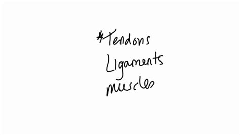 Ischioprostatic Ligaments Apical Arm Of The Elevate System Placed Into 