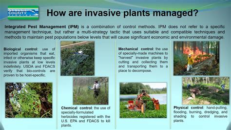 How Invasive Plants Are Managed St Lucie County Youtube