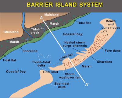 Barrier Islands - Island Ecology 2011