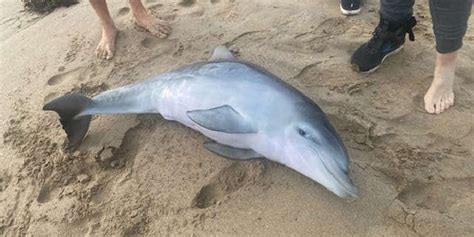 DBCA officers euthanise stranded newborn dolphin in Mandurah - 97.3 ...