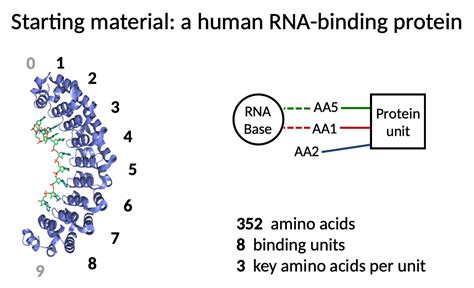 Programmable Rna Binding Proteins