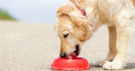 Why Is My Dog Drinking So Much Water
