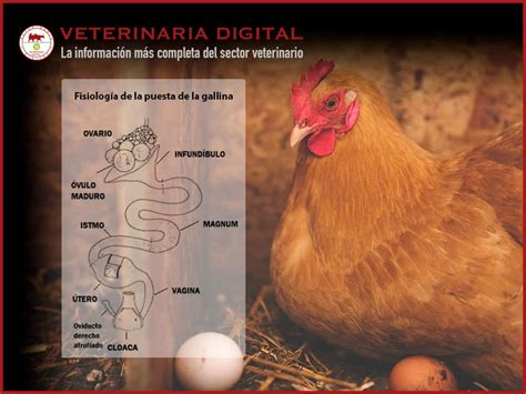 Fisiología De La Puesta De La Gallina Veterinaria Digital