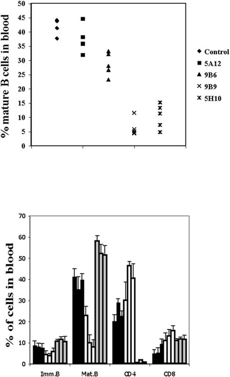 Circulating Mature B Cells And Kinetic Analysis Of Peripheral Blood B