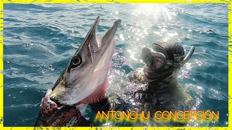 Langosta Canaria Y Bicusaurio Invernal A La Espera Pesca Submarina